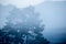 Cool mist mountain forest mysterious woods landscape fog