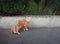 Cool orange stray cat with bright yellow eyes