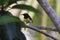 A cool picture of an indian weaver bird perched on a fruit plant. Bent beak and shiny feather makes it more beautiful