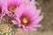 Cool Pink with Magenta colored Cactus Flower and Flower Buds