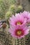 Cool Pink with Magenta colored Cactus Flower and Flower Buds