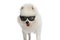 Cool pomeranian dog wearing sunglasses like a boss