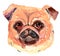 Cool pug dog  watercolori llustration Pug dog head element.