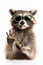 Cool Raccoon in sunglasses on a white background.