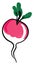 Cool radish, illustration, vector