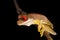 Cool red eyed frog from the Costa Rican jungle Duellmanohyla