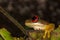 Cool red eyed frog from the Costa Rican jungle Duellmanohyla