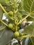 cool ripe cool tree fruits on the branches