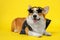 Cool rock star Welsh Corgi Pembroke or cardigan dog in rocker leather jacket and glamorous gold star-shaped glasses lies on yellow