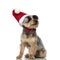 Cool santa yorkshire terrier with bowtie looks up to side