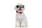 Cool seated bichon dog panting and wearing sunglasses