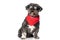 Cool seated metis dog wearing sunglasses, a red bandana