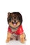 Cool seated pomeranian with red leather jacket panting