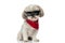 Cool shih tzu dog wearing sunglasses and a red bandana