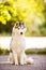 cool Siberian grey husky dog . park on the background