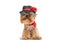 Cool small yorkshire terrier dog with sunglasses and red bandana