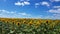 Cool sunflower field with blue sky and white cloud