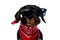 Cool Teckel puppy wearing red bandana and sunglasses