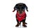 Cool Teckel puppy wearing red bandana and sunglasses