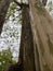 Cool Trees in the Asian Garden in Houston Texas