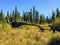 A cool view of a life like, real sized dinosaur display in the forests of Northern Alberta outside of Edmonton