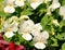 Cool Wave White Pansy is a hardy plant