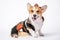 Cool welsh corgi pembroke or cardigan in sheriff or cowboy costume with straw wide brimmed hat sits on white background.