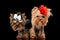 cool yorkie dogs wearing bow and flowers and standing