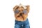 Cool yorkshire terrier dog with glasses and bow wearing fashion clothes