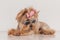 Cool yorkshire terrier dog with pink bow and retro sunglasses looking to side