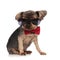 Cool yorkshire terrier wearing sunglasses and red bowtie