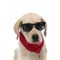 Cool young labrador retriever puppy wearing sunglasses and red bandana