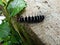 Cool zebra caterpillar trying to move down