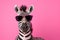 cool zebra with sunglasses