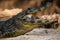 Cooling Caiman Closeup, Side View of Head