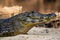 Cooling Caiman Closeup, Side View of Head