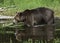 Cooling Off in the Pond