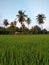 The coolness of the natural panorama in the middle of the rice fields