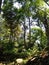 the coolness of nature covered in tall and dense green plants