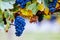 Coonawarra Grape Vines in Australia