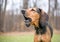 A Coonhound dog barking or howling