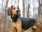 A Coonhound dog standing outdoors