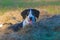 Coonhound relaxes after a long fun day