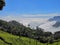 Coonoor tea estate with foggy mountain background