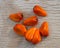 Coontie cycad fern (Zamia integrifolia) red orange seeds on cracked wooden board