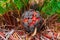 Coontie palm (Zamia integrifolia, Zamia floridana), fruit with red seeds, Florida USA