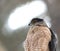 Cooper hawk in hunting mode