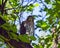 Cooper\'s Hawk