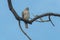 Cooper's Hawk - Accipiter cooperii