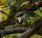 Cooper`s hawk baby feeding on branch